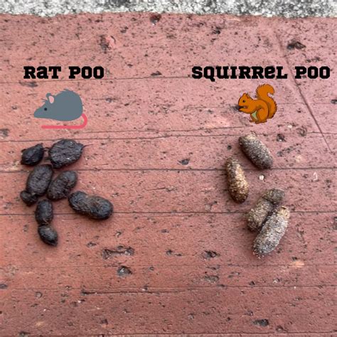 What does squirrel poop look like? - Nocturnal Animals