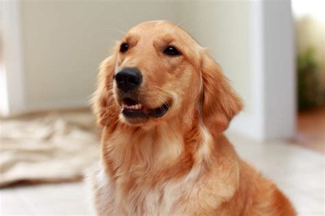 Human Stress Scent Influences Dogs' Emotions, Study Says - GreekReporter.com