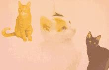 Cat Herding GIFs | Tenor