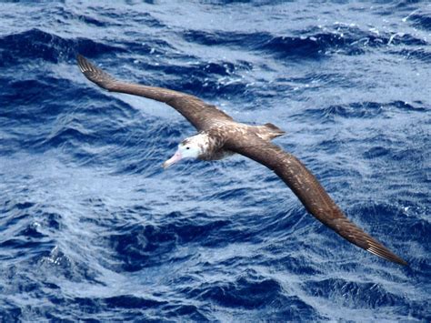 Tristan Albatross – Endangered Wildlife