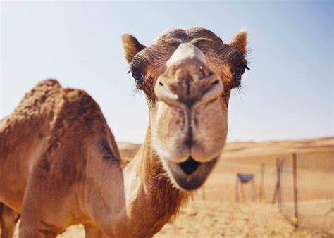 Camels Have 3 Eyelids: Here's Why (Facts and Functions) | Storyteller Travel