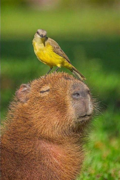 Chilling | Capybaras | Know Your Meme