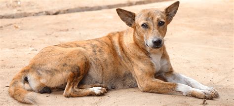 Brucellosis in Dogs - PDSA