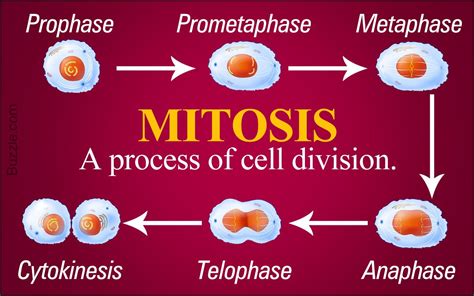 A Step-by-step Explaination of the Stages of Mitosis | Mitosis, Biology, Cell processes