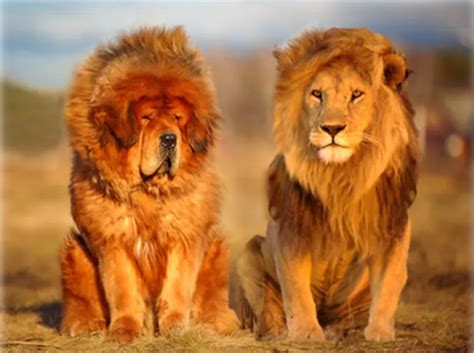 Can A Lion And Dog Breed