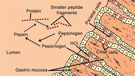 Pepsin Enzyme: Structure, Function, and Important Facts | Important facts, Enzymes, Facts