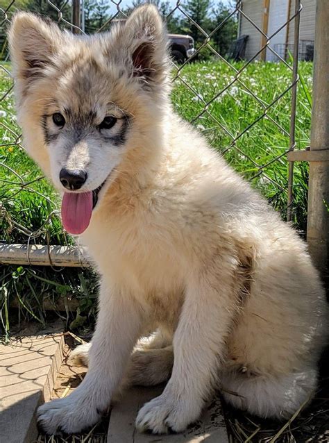 Princess - wolf/dog hybrid #Dogs #Pets #Puppy #Puppies #Dog #Pic # ...