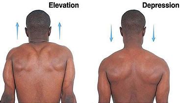 Shoulder+elevation – Massage for Pain Management