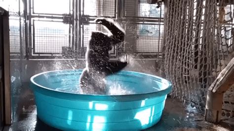 This gorilla dancing to 'Maniac' in a pool is everything / Boing Boing