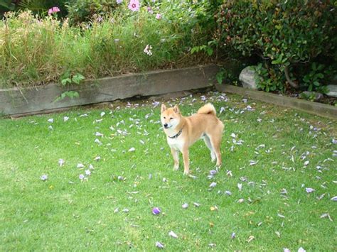 zuko in the backyard | in july 2011, taro the shiba took a t… | Flickr