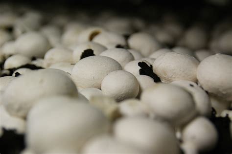 Free Images : white, food, agriculture, eat, close up, fungus ...