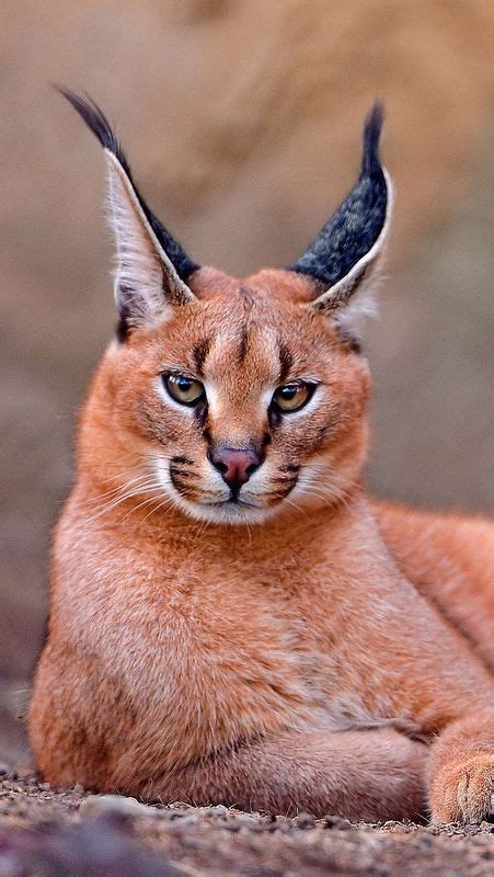 Caracal | Exotic cats, Beautiful cats, Caracal cat