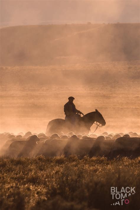 SOUTH AMERICAN GAUCHO NATIVE TO ARGENTINA, RIDING HORSE AND HERDING A ...