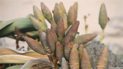 Over 1,000 years old, drought resistant and unique - miracle plants in the Namib desert ...