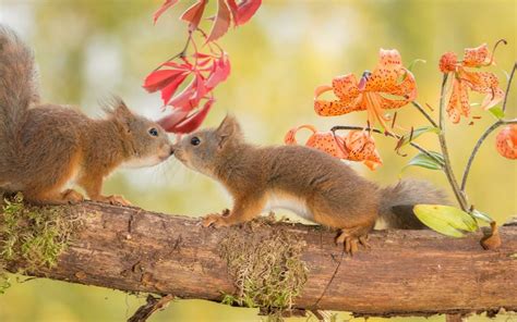 Fall Wallpaper With Squirrel