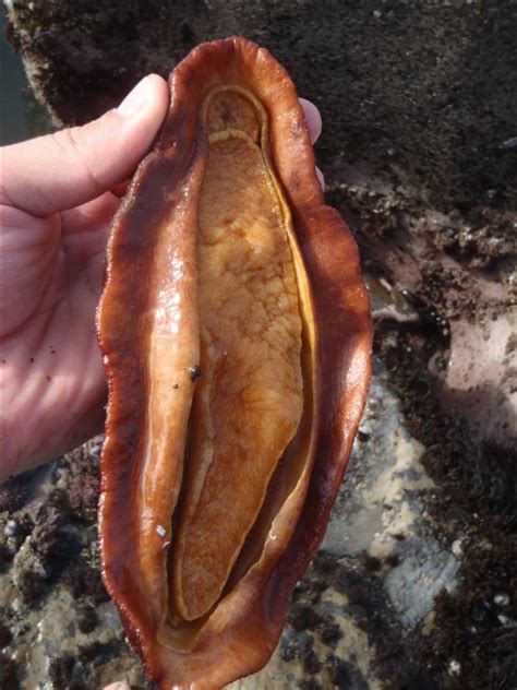 Gumboot Chiton seen in tide pools by the Stornetta Public Lands – Mendonoma Sightings