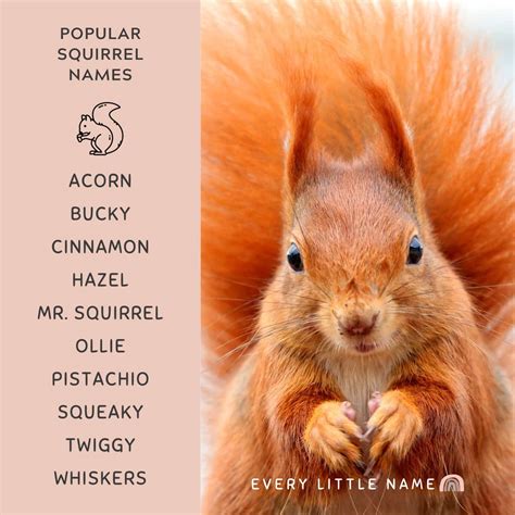 210+ Best Squirrel Names (Cute, Funny, and Cool) - Every Little Name