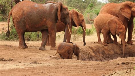 Tsavo West National Park | Kenya Wildlife Safari Destinations