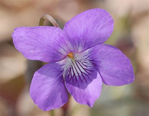 Illinois State Bird And Flower, Endangered New Jersey: Native Flora and New Jersey's ... : Maybe ...