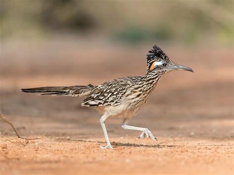 What is the State Bird of New Mexico? (And Why?) | Birdfact