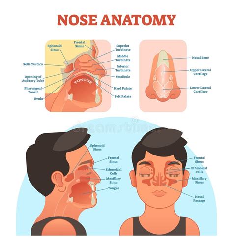 Nose Diagram stock vector. Illustration of breathe, cross - 39233245