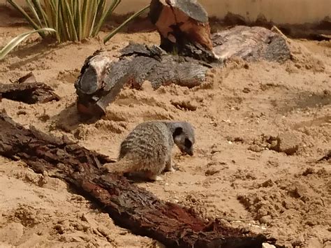 Meerkat, Kangaroo, Animals, Baby Bjorn, Animales, Animaux, Animal, Animais