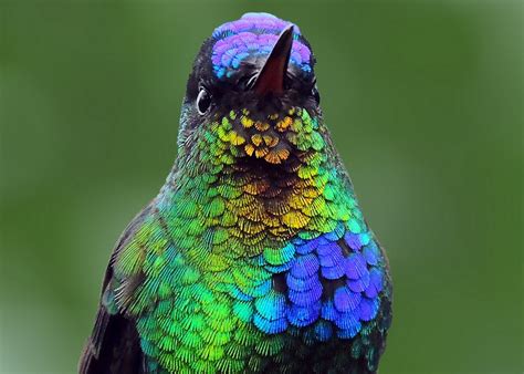 The Dazzling Colored Feathers of the Hummingbird