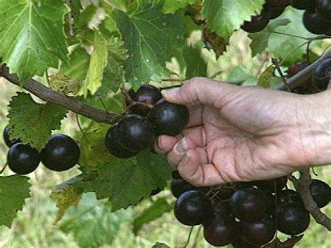 How to Grow Muscadine Grapes | how-tos | DIY