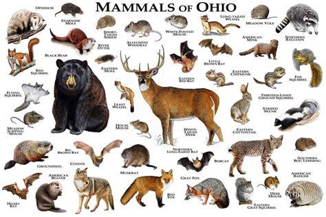 Mammals Of Ohio Print - Ohio Mammals Field Guide - Animals Of Ohio ...