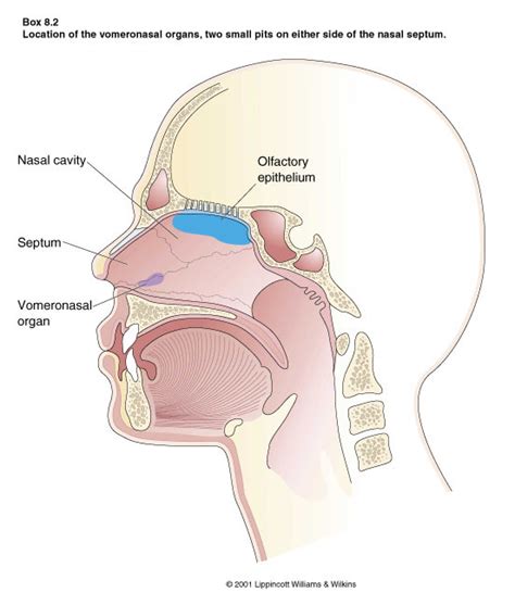 Pheromone Science: The VNO (Vomeronasal Organ) • Love Scent Pheromones Blog