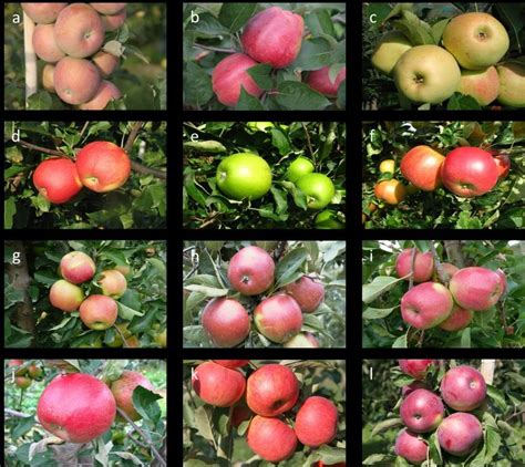 Commercially grown apple cultivars | Download Scientific Diagram