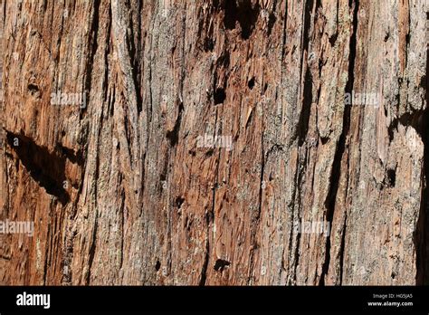 Bark of redwood tree Stock Photo - Alamy