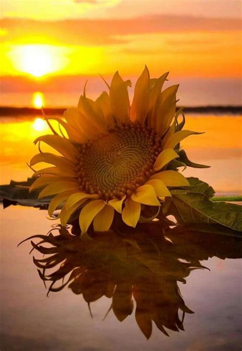 Summer Quotes : Sunflower sunrise | Sunflower wallpaper, Sunflower pictures, Nature photography