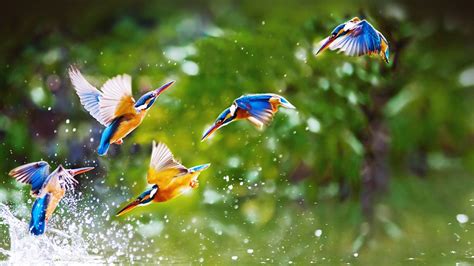 Birds Wallpapers HD Pictures | Live HD Wallpaper HQ Pictures, Images ... | Birds wallpaper hd ...