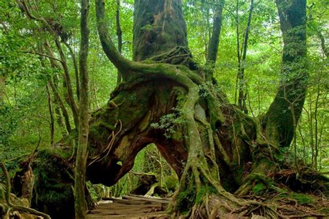 Yakushima Island - Kagoshima - Japan Travel - Tourism Guide, Japan Map and Trip Planner