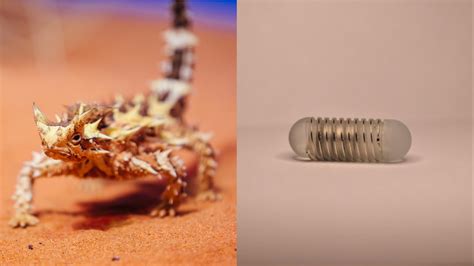 A cutting-edge appetite stimulator was inspired by the thorny devil lizard - TrendRadars