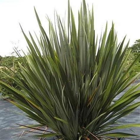 Phormium tenax - Formium verde | Low maintenance garden, Irish garden ...