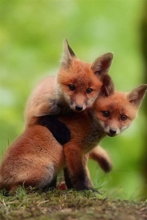 Discover 63+ cute fox wallpaper - in.cdgdbentre