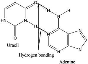 Solved: How many hydrogen bonds link a guanine–cytosine base pair?... | Chegg.com