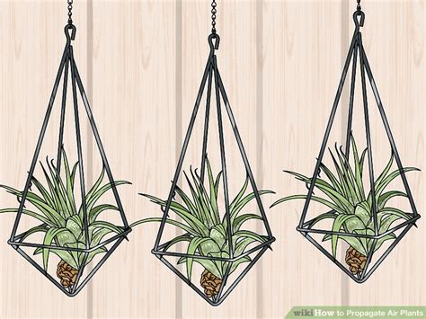 3 Simple Ways to Propagate Air Plants - wikiHow