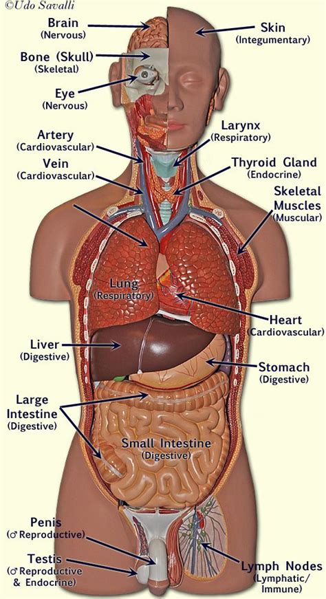 Explore the Human Body's Organ Systems