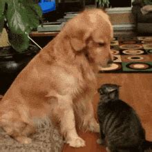 Pets GIFs | Tenor