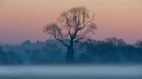 Misty Trees – Bing Wallpaper Download