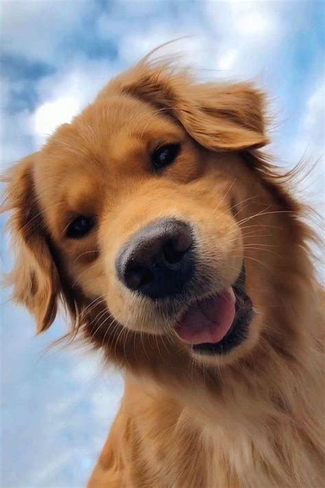 cute golden retriever puppy names 400+ memorable golden retriever names to celebrate your new ...