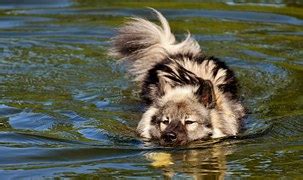 Free photo: Dogs, Swimming, Water, Pet, Swim - Free Image on Pixabay - 1642348