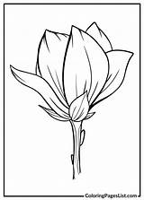 Magnolia Coloring Pages 20 Free PDF Printables  List sketch template