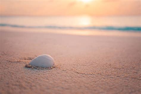 Shell On Beach Sunset At The Sea Beach Photograph by Levente Bodo - Fine Art America