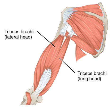 Triceps Brachii Labeled