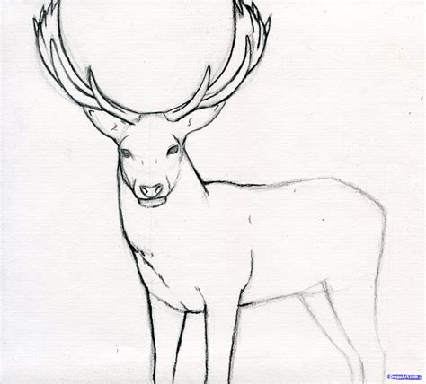 Buck Deer Drawing at GetDrawings | Free download