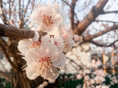 Flowering apricot tree – beautiful photos .part 3